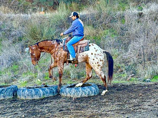 beginner-quarter-horse