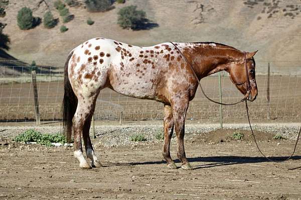 flashy-quarter-horse