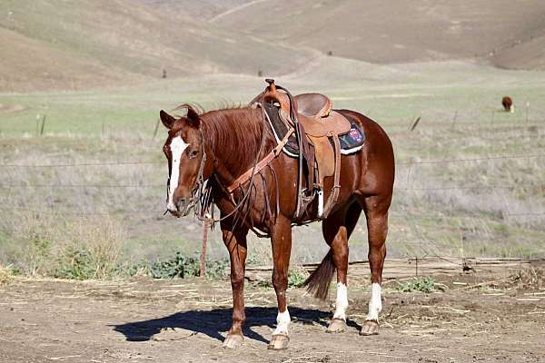 chestnut-blaze-socks-horse