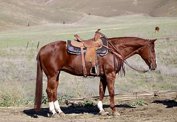 quarter-horse