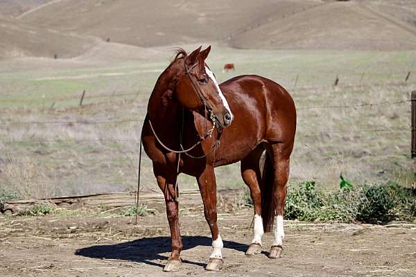beginner-safe-quarter-horse