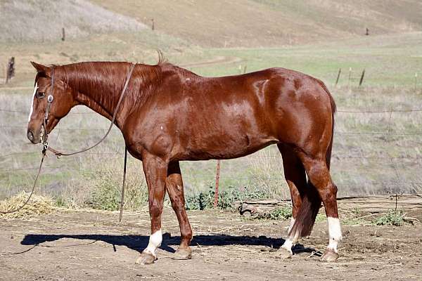 family-horse-quarter