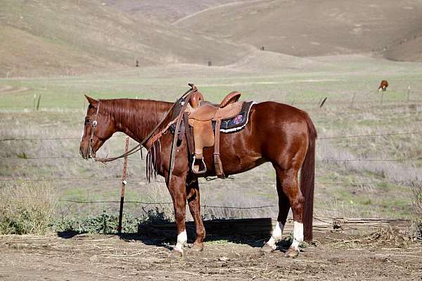 ranch-work-quarter-horse
