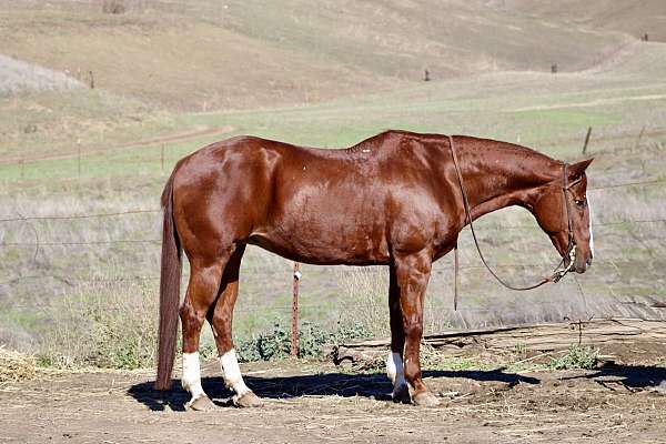 trail-quarter-horse