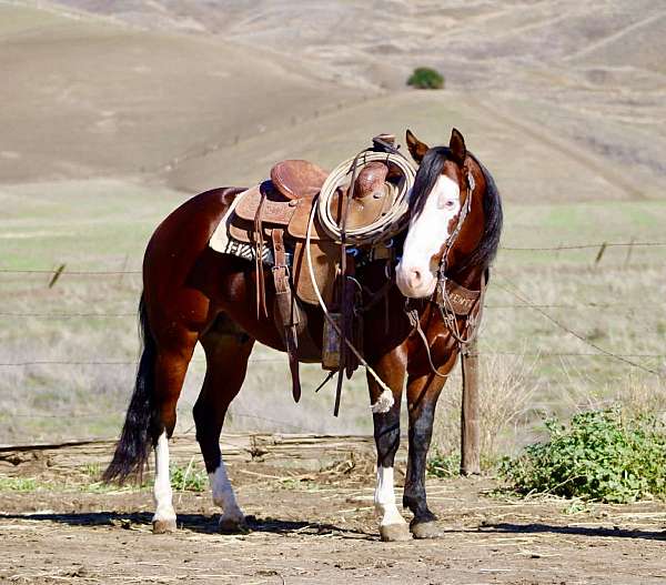 beginner-safe-quarter-horse