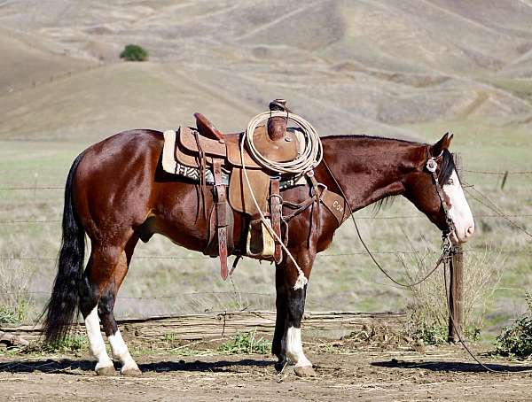 quarter-horse