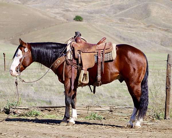 ranch-work-quarter-horse