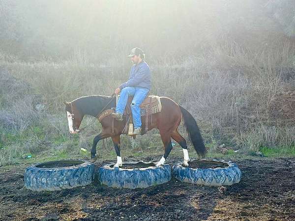family-horse-quarter