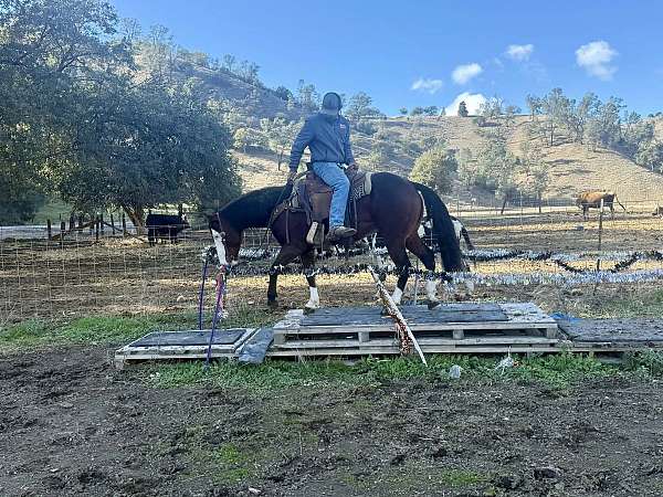 paint-quarter-horse