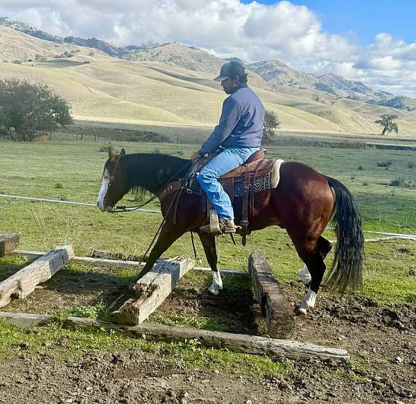 trail-quarter-horse