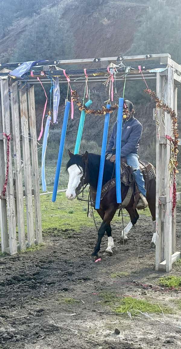 all-around-quarter-horse