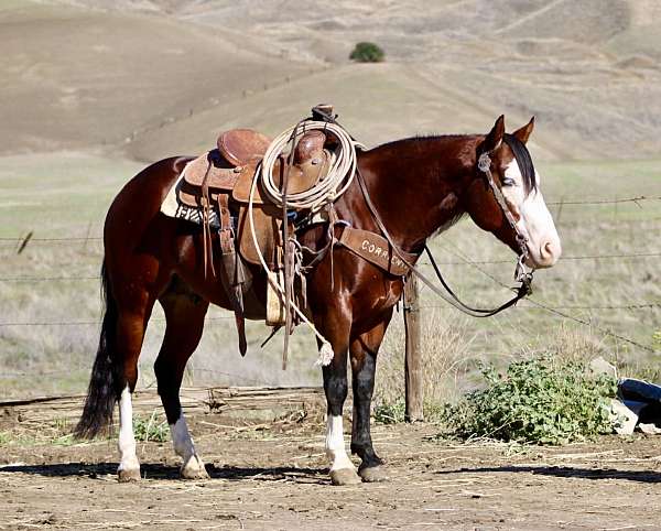 athletic-quarter-horse