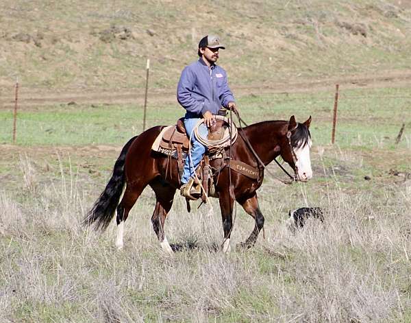 beginner-quarter-horse