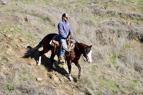experienced-quarter-horse