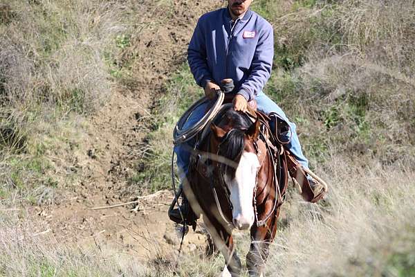 flashy-quarter-horse