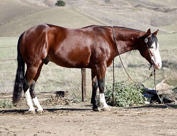 husband-safe-quarter-horse