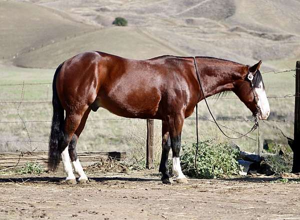 kid-safe-quarter-horse