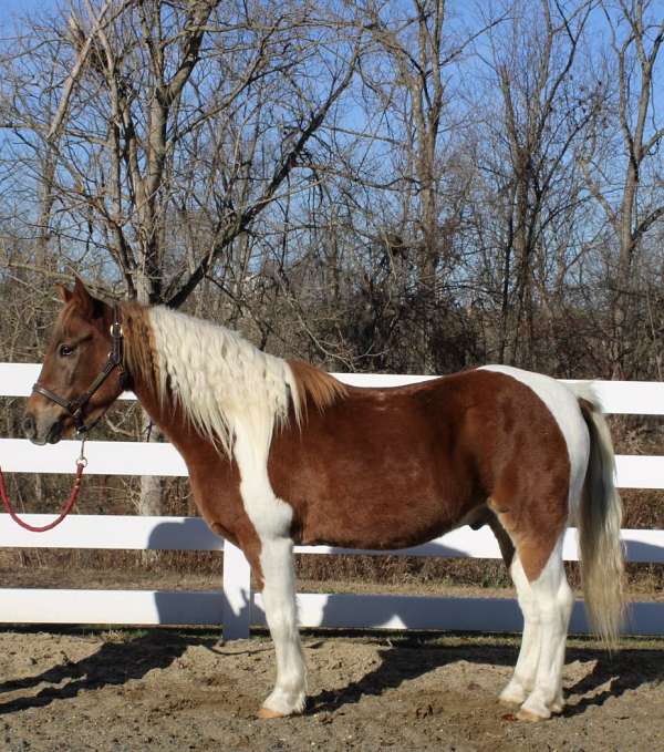 tri-color-tobiano-pony