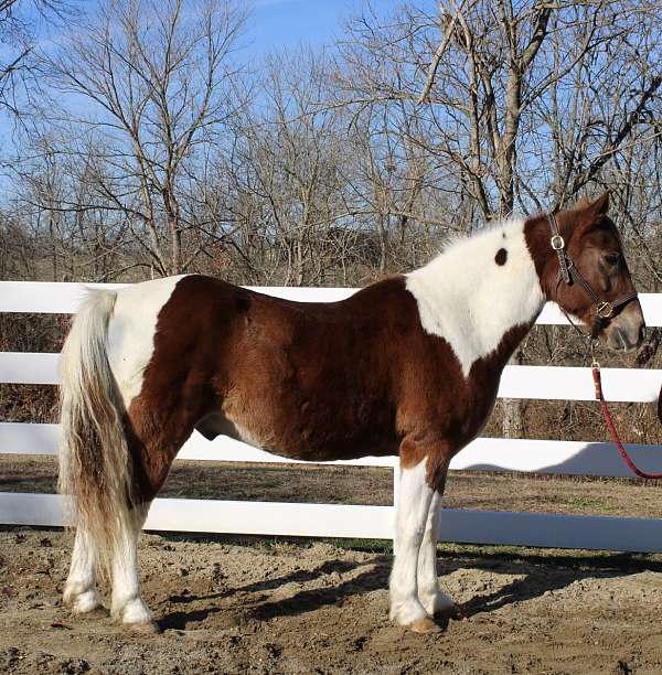 paint-chincoteague-pony