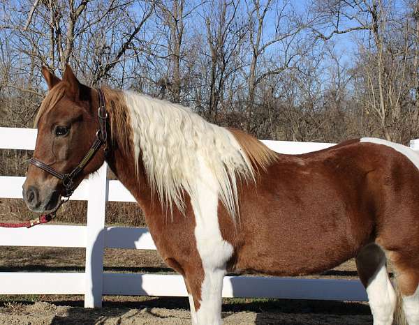 pinto-chincoteague-pony