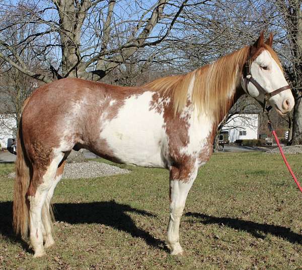 red-roan-white-paint-horse