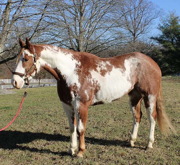 pinto-red-roan-white-paint-horse
