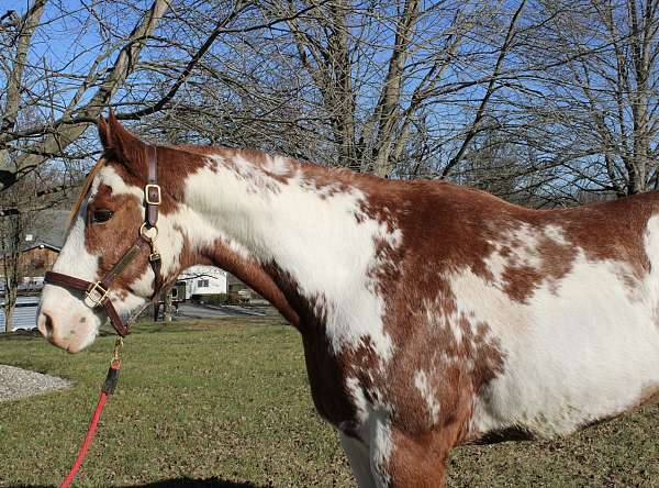 9-years-old-paint-horse
