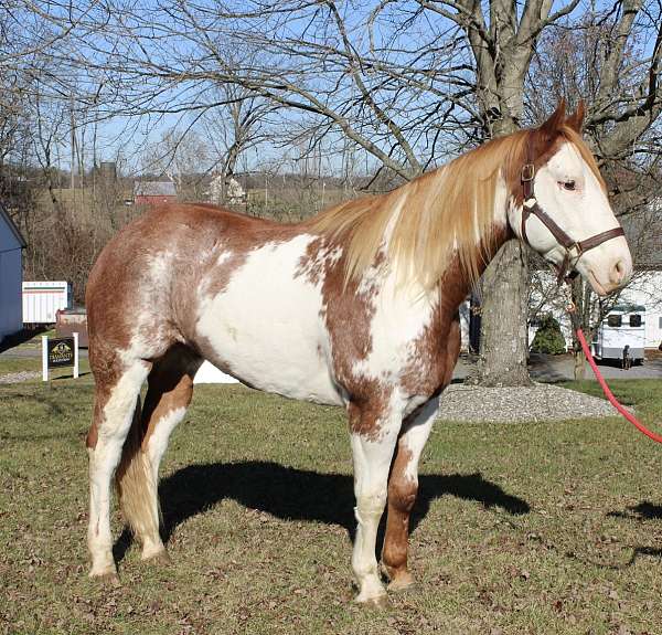 blue-beginner-safe-paint-horse