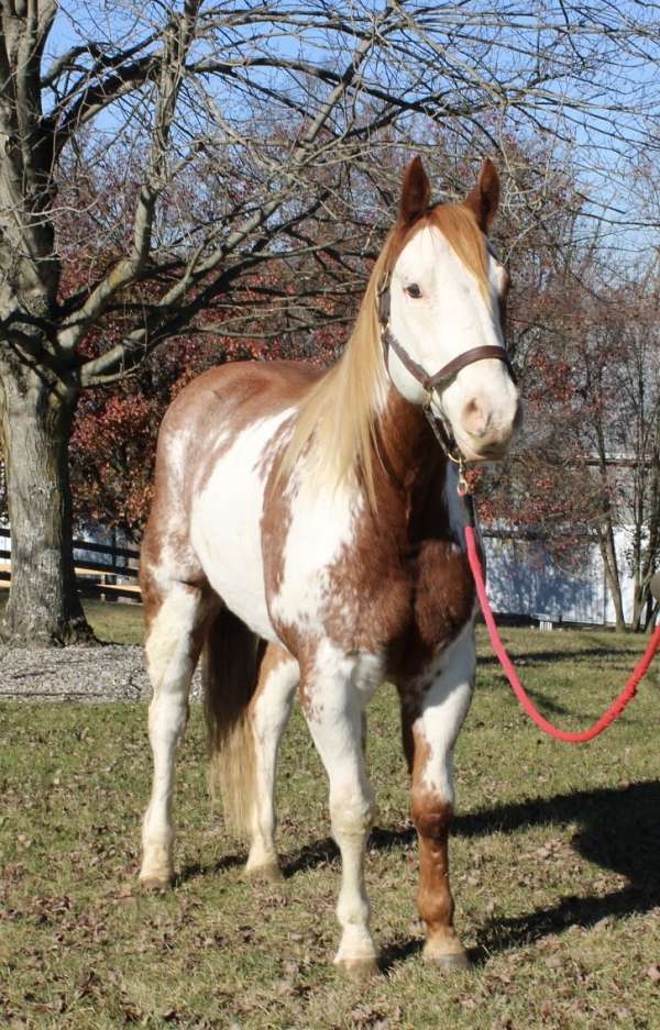 red-roan-white-paint