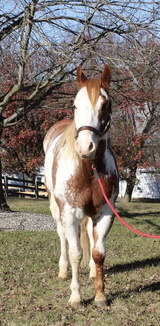 162-hands-horse