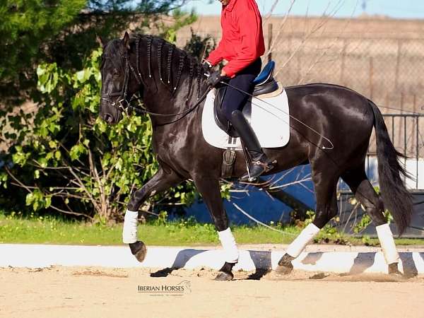 basic-level-mare-stallion