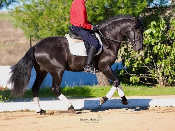 good-bloodlines-mare-stallion