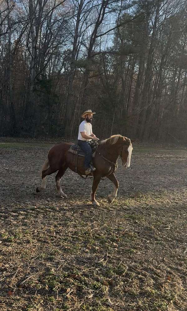 sorrel-belgian-mare
