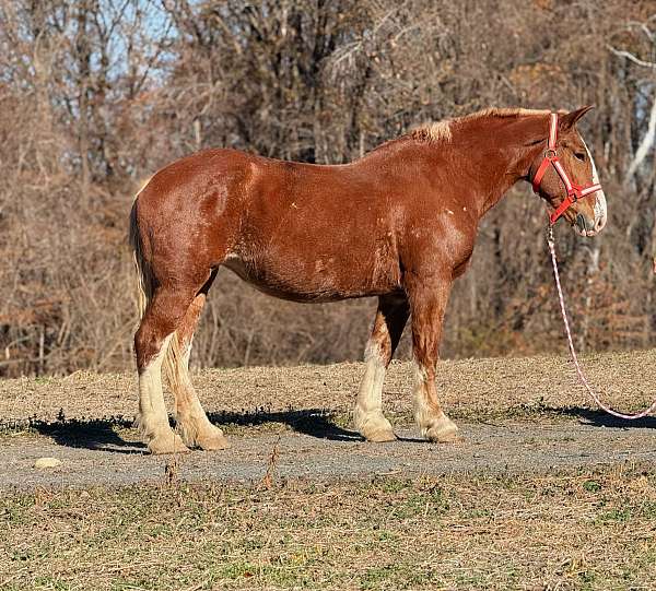 sorrel-mare-for-sale