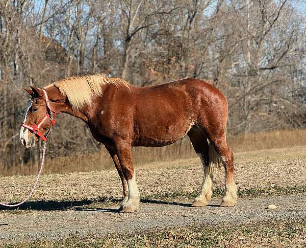 16-hand-belgian-mare