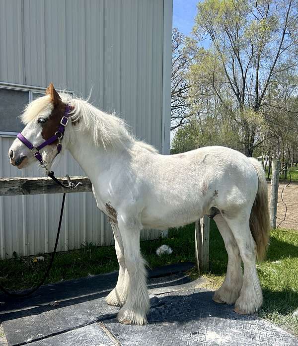 chestnut-tobiano-gvhs-colt