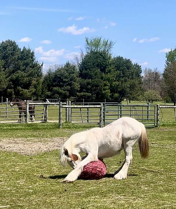 chestnut-tobiano-gypsy-vanner
