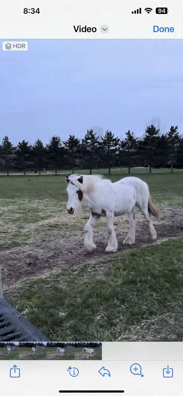 chestnut-tobiano-horse-for-sale