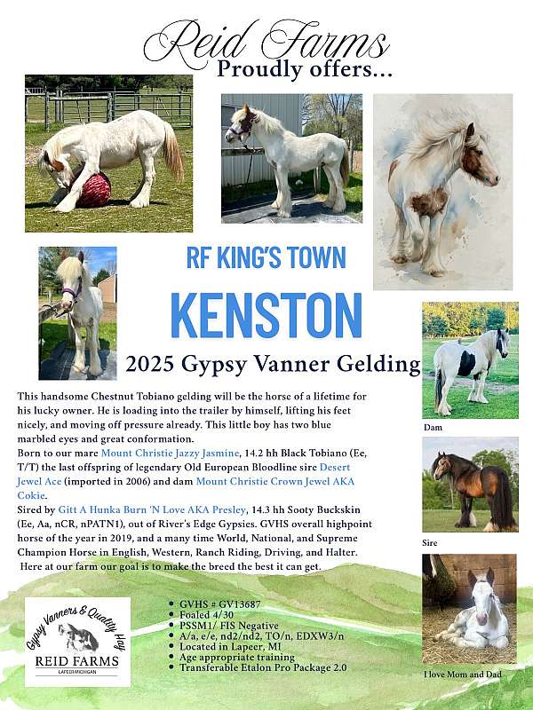 gypsy-vanner-colt