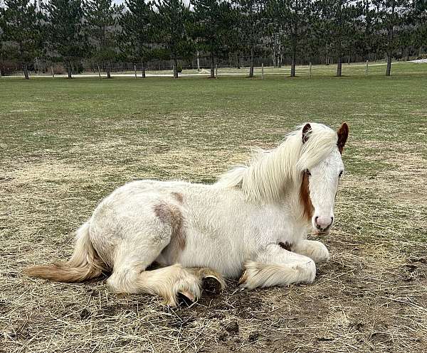 gypsy-vanner-horse-for-sale