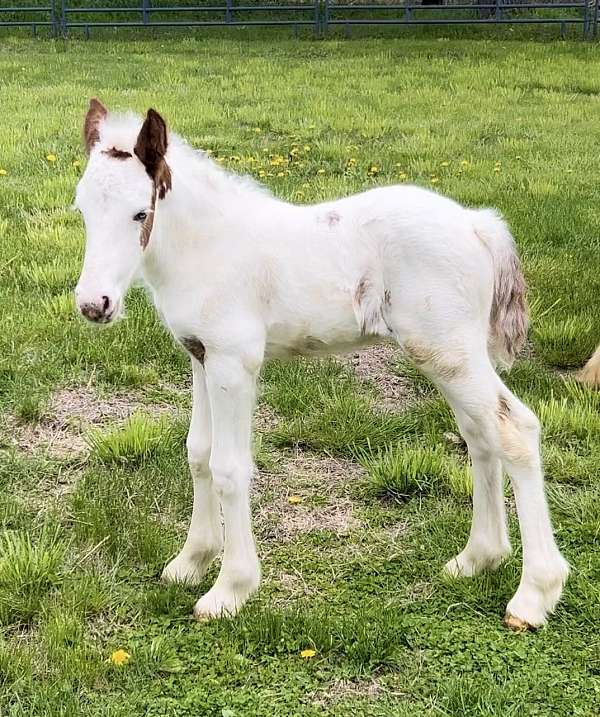 gypsy-vanner-horse