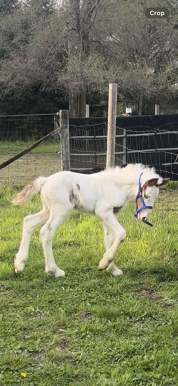 gypsy-vanner