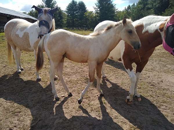 Gorgeous, Athletic Buckskin Tobiano Filly