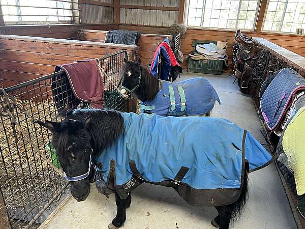 beginner-miniature-horse