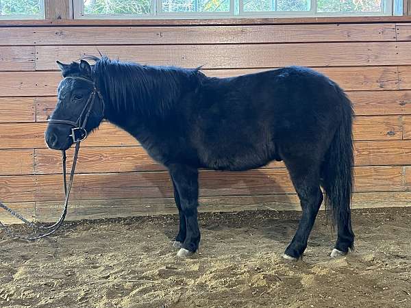 companion-miniature-horse