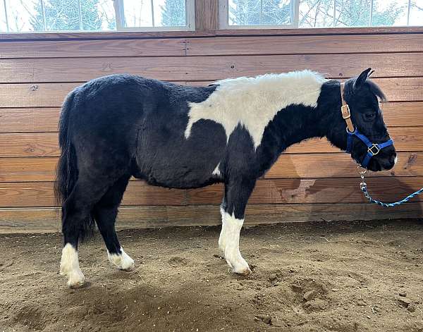 all-around-miniature-horse