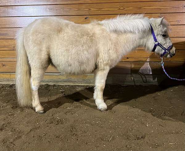 all-around-miniature-horse