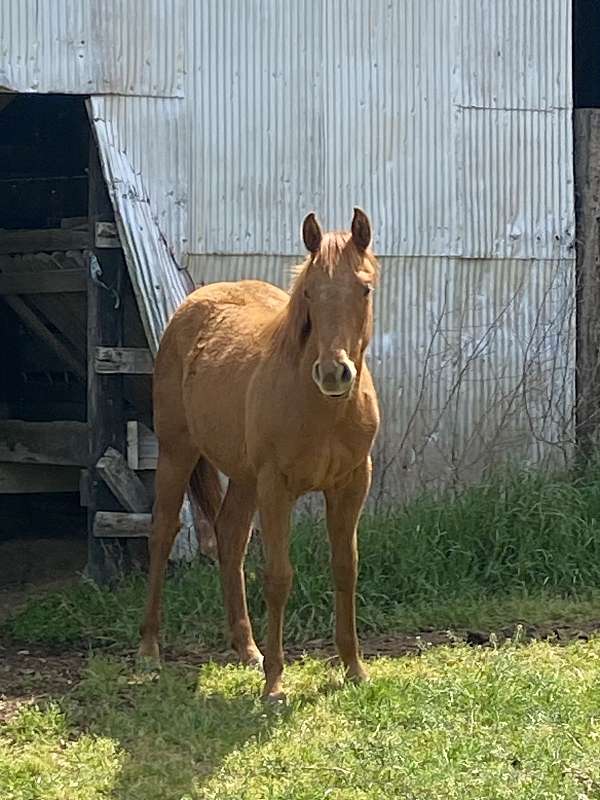 brand-appendix-horse