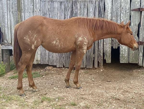bred-mare-appendix-horse