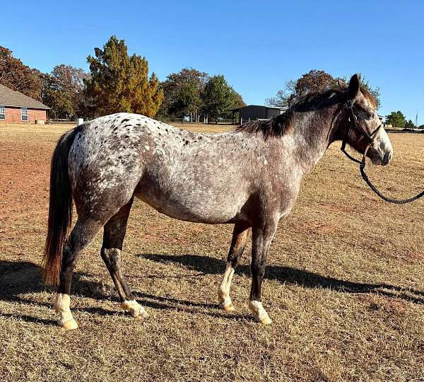 appaloosa-mare